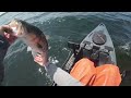 Red Hot Flutter Spooning Stripers in the Kayak!!