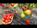 When is the time to remove the lower leaves on tomatoes?