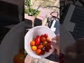 Ep661: 2 y old Chihuahua: pick some tomatoes at backyard