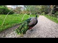 A Walk with a #Peacock