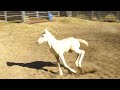 PERLINO DUN FILLY W CHROME & BLUE EYES:  RUNNING & PERFORMANCE BRED