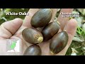 Oak Tree & Acorn Identification for Deer Hunters