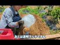 【雑草がほしくなる！？】太陽熱消毒で土をリフレッシュする方法！