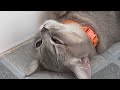 Funniest Cats And Dogs Videos 2024😹You Laugh You Lose 🐶