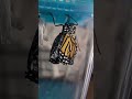 Emerging monarch butterfly