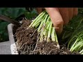 How to Grow Spring Onions (Scallions) in Containers Seed to Harvest