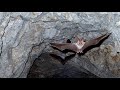 Bats for Kids