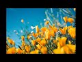 🌴 Relaxing music for stress relief, healing music for meditation, soothing for massage, deep sleep