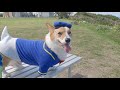 あやまるみさき観光公園　犬連れ旅in奄美大島⑩ Trip to AMAMI-Island, Kagoshima with corgi【コーギー犬モナ092】