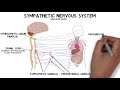2-Minute Neuroscience: Sympathetic Nervous System