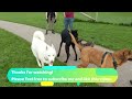 Happy Dogs Play At Dog Park Compilation | Funny Video