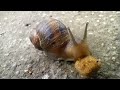 Snail eating a cat biscuit