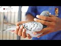 Vetrimaaran's Pigeon Loft | Pigeon Race