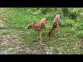 Whitetail Deer Fawns — Beautiful Sight @ The Hillbilly Hoarder
