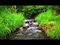 River Sounds in Forest. Gentle River Sound for Study, Sleep, insomnia, White Noise, Reduce Stress