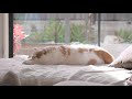 Chill cat camera lofi [Study & Coding] - Sleepy Cat Music