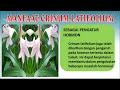 Melihat Manfaat Si Cantik Crinum Latifolium (Serial Tanaman Hias Part 65)