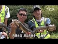 釣魚搶救原生魚｜民間好手的外來種移除行動(我們的島 第1272集 2024-09-09)