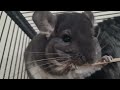 Top 5 Clever Defense Tactics Of Chinchillas