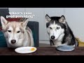 Husky Reaction to Vegetables and Meat! Dogs Tasting Food