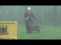 2014 WDC IPO3 Obedience. SG Quinn Z Old Farm IPO3, KKL