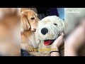 The Ultimate Funniest & Cutest Golden Retriever Compilation 2021