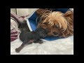 Yorkie: When the ER vet called me, update on Mila, she did lose her little puppy (boy)