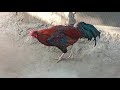 Fighter chicken