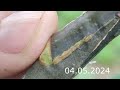 grafting a tree // tree grafting in spring