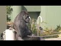 Huge Silverback Gorilla Shows Off His Strength | Gorillas Screaming | The Shabani Group
