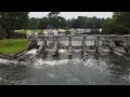 Temple Lock - Near Marlow, Buckinhamshire