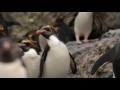 Macaroni Penguin head shake