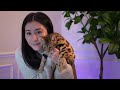 Watch this BEFORE you get a BENGAL CAT | Bengal 101