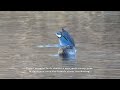 Green-winged Teal Courtship Calls and Cool Moves #duck #birdsounds