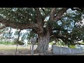 Cork tree ,
