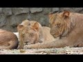 Lioness family sleeping in shade trying safe themself to the heat waves | Zoological Park