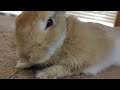 #うさぎ#rabbit