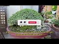 Asis Panganiban Bonsai Garden [w/ English Subtitles]