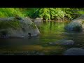 Australian Rainforest Relaxation in 8K | 1HR Ambient Nature Relaxation™ Film with Music