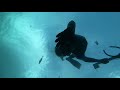 Relaxing Fish and Freediving