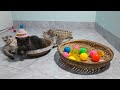 Funny Dogs And Cats Videos 2024 😹🐶 TRY NOT TO LAUGH😍