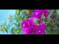 Flower and the cat - Blackmagic Cinema 4K with 12mm F2.8 -7 Artisans
