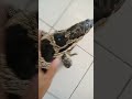 Yang sehabis mandi ...langsung otw // Varanus salvator