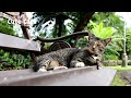 귀여운 고양이들 🐱 Cute Cats 💕 4K 영상