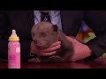 Animal Expert David Mizejewski: Black Bear & Brown Bear Cubs | CONAN on TBS