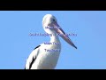 Australian Wildlife Series - Birds - Australian Pelicans