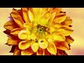 1 Hour of BLOOMING FLOWERS TIME LAPSE with Classical Music.