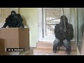 Gorilla Girl Got Separated From Her Family For a While | The Shabani Group