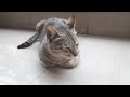 Meet My Cats | Cat Ajino and  Cat Momo #catlover #catvideos