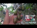 merepiu pokok kecil jeruk nipis/sambal & kedondong buah wow #jeruknipis #kedondong#repiu#kapuashulu